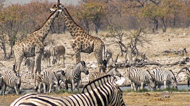 Tips voor een Oost-Afrikaans avontuur: een gids voor ontspannend safari plezier